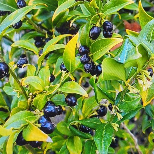 Photo of the plant species Sweet Box by @BeefyAltmanstar named Leaf Erickson on Greg, the plant care app