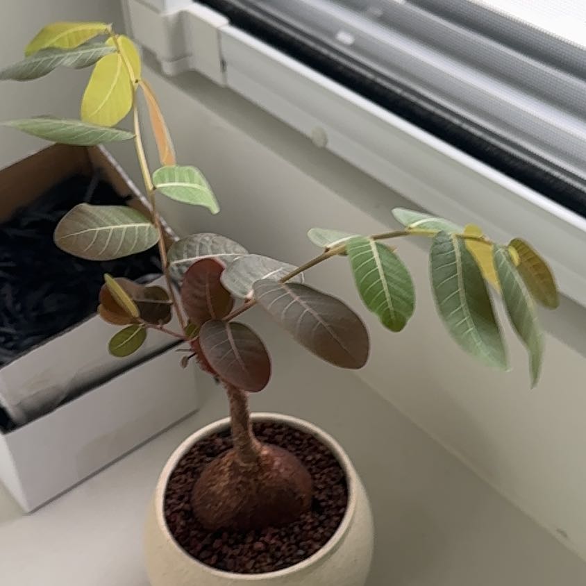 Photo of the plant species Phyllanthus mirabilis by @HeroPickleplant named Keanu Leaves on Greg, the plant care app