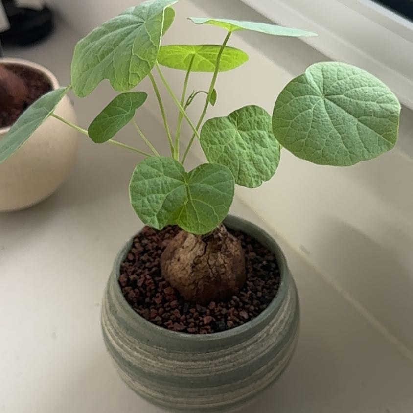 Photo of the plant species Stephania suberosa by @HeroPickleplant named Stephanie on Greg, the plant care app