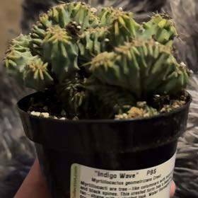 Photo of the plant species Myrtillocactus geometrizans f. cristata 'Indigo Wave' by @HotMayapple80 named Sanders on Greg, the plant care app