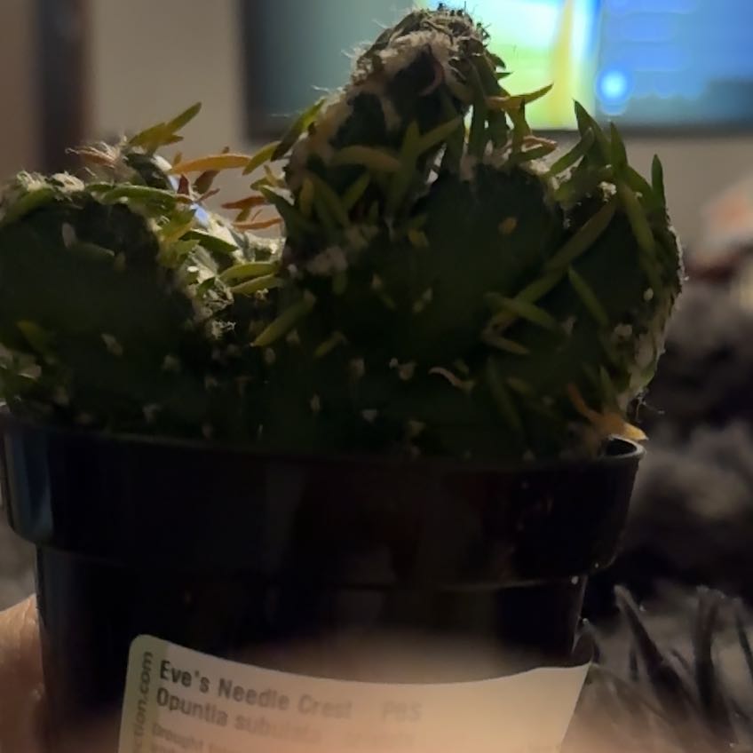 Photo of the plant species Crested Eve's Needle by @HotMayapple80 named Mollie on Greg, the plant care app