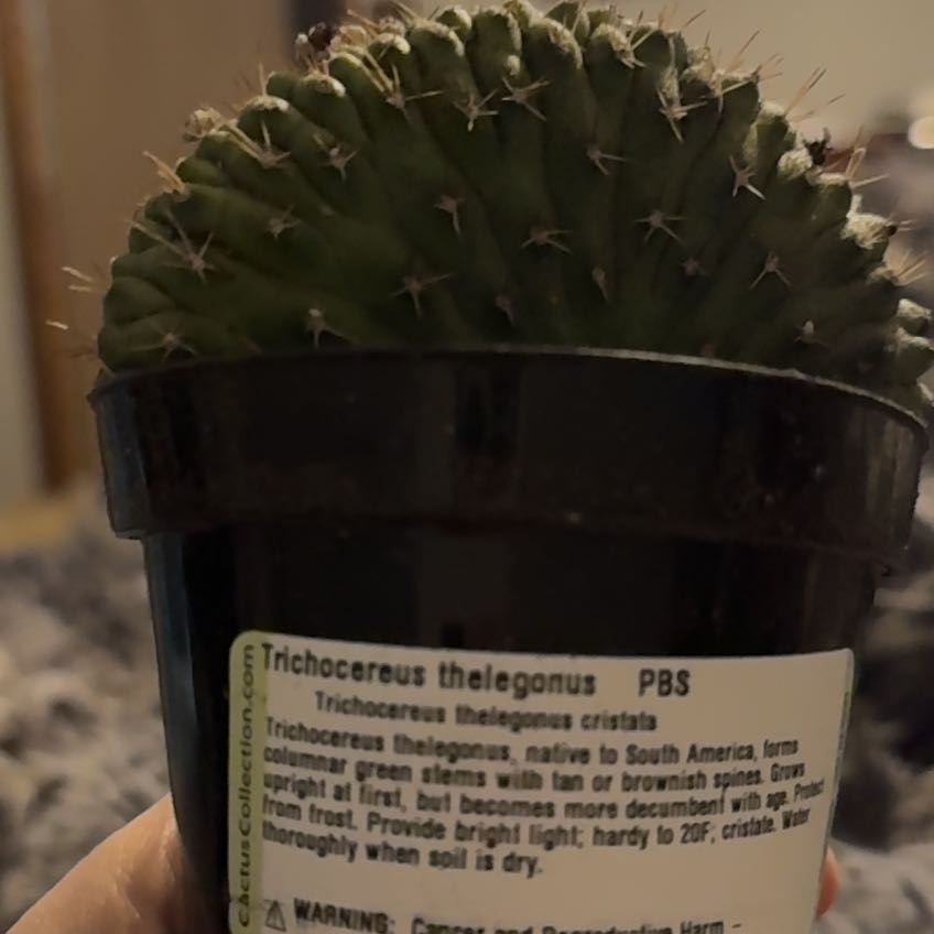 Photo of the plant species Trichocereus thelegonus cristata by @HotMayapple80 named James Dean on Greg, the plant care app