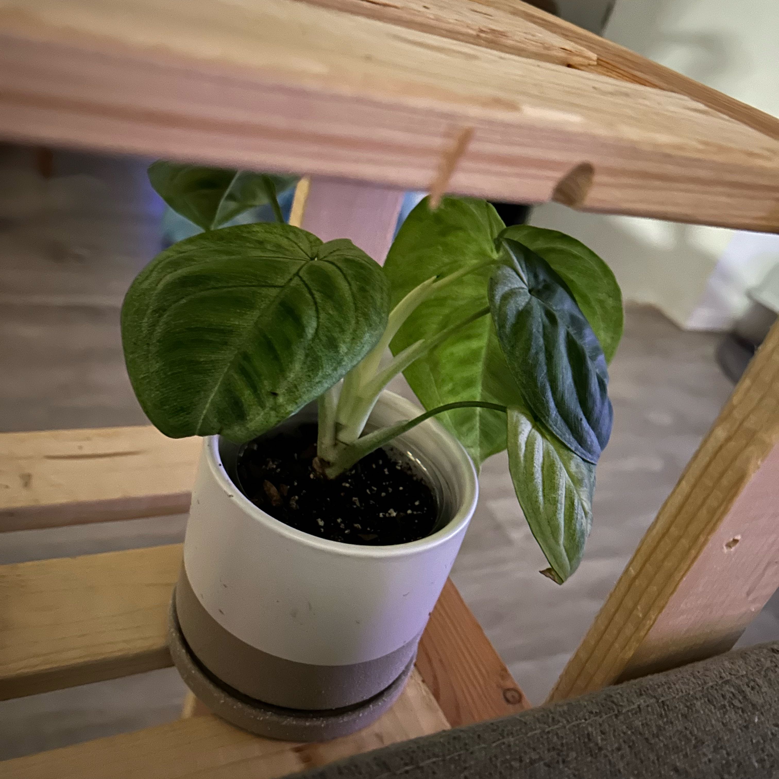 Photo of the plant species Syngonium Frosted Heart by @WinBlueech71 named Rosa on Greg, the plant care app