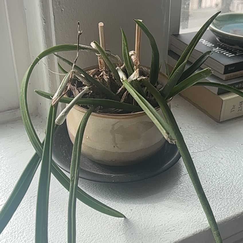 Photo of the plant species Brassavola Orchid by @GuruCorrea12 named Planty on Greg, the plant care app