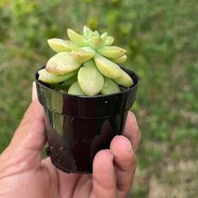 Photo of the plant species Graptosedum 'Sunsplash' by @LiberatedNoni85 named McKinley on Greg, the plant care app