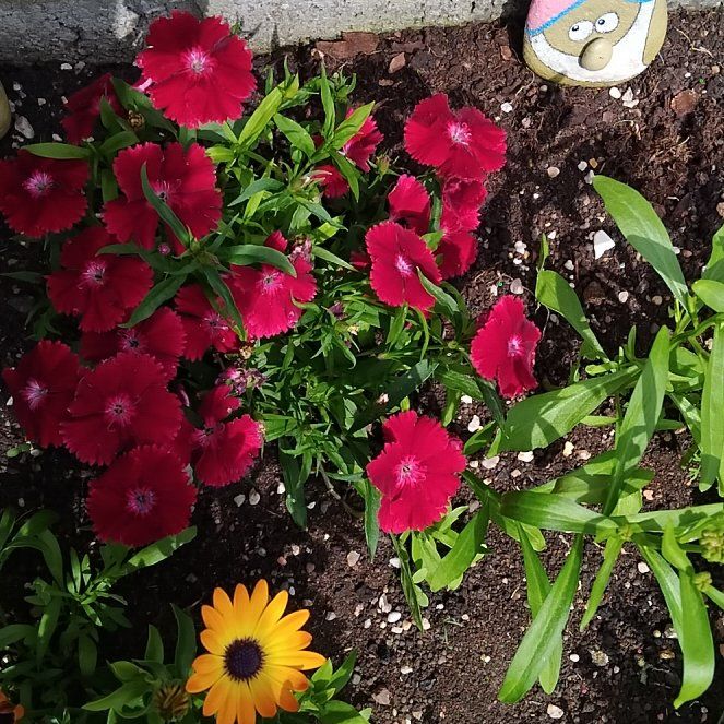 Photo of the plant species Chinese Pink by @BrawnyQuince64 named Queen on Greg, the plant care app