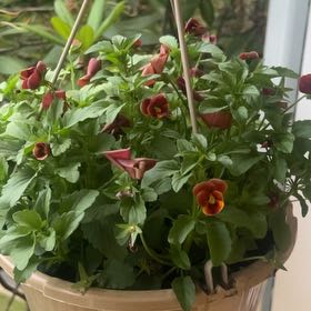 Photo of the plant species horned pansy by @RadHardhead43 named Sahara on Greg, the plant care app