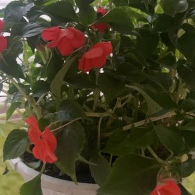 Photo of the plant species Impatiens by @RadHardhead43 named Rihanna on Greg, the plant care app