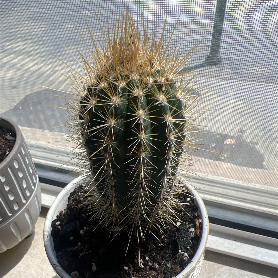 Photo of the plant species Xique-Xique Cactus by @RadHardhead43 named Xena on Greg, the plant care app
