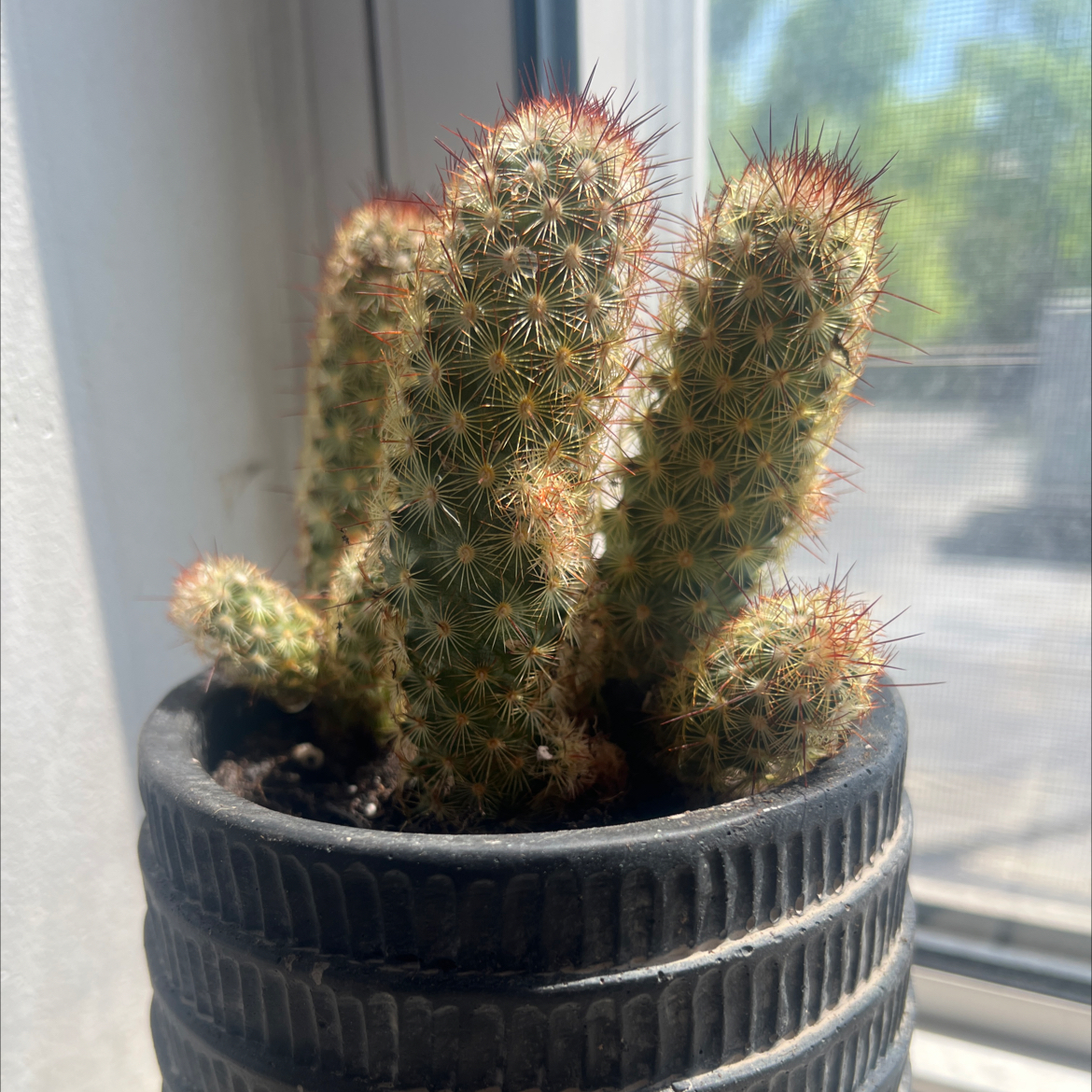 Cactus Jack