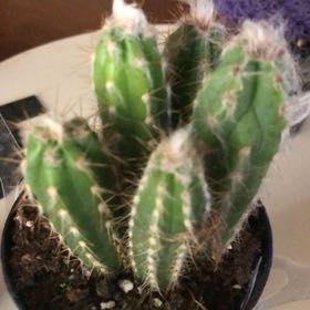 Photo of the plant species Pilosocereus glaucescens by @ZestDisphyma20 named Mochi on Greg, the plant care app