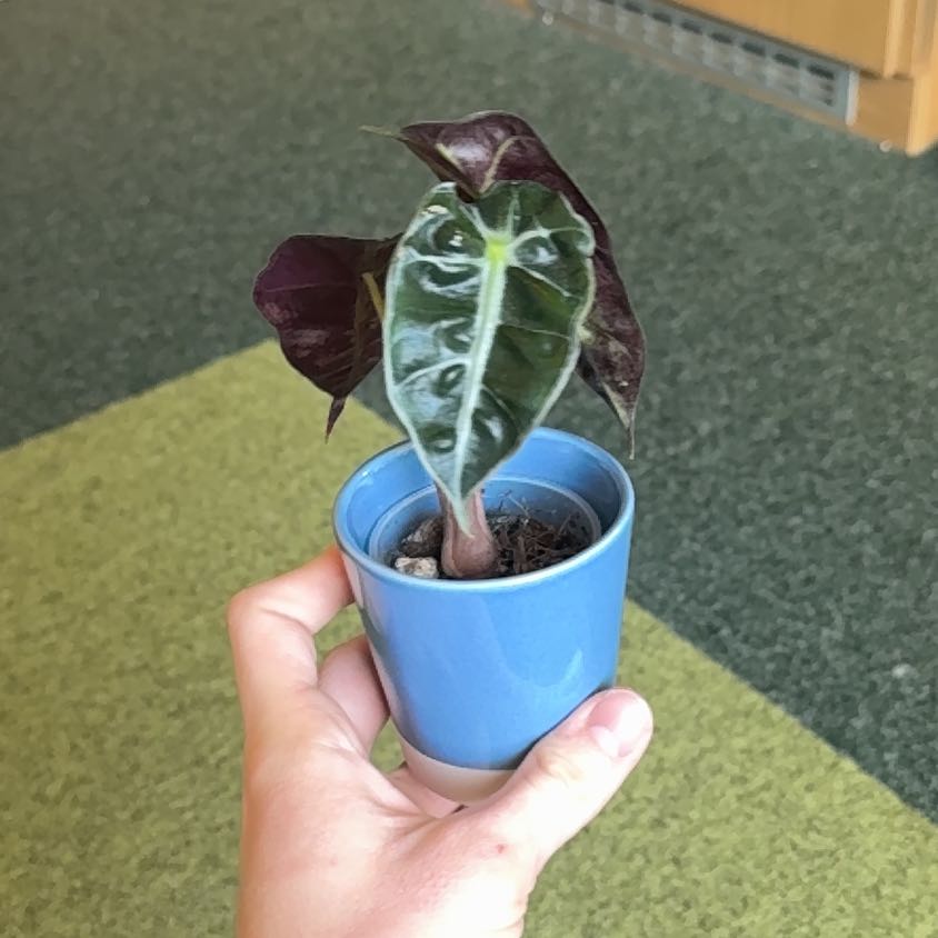 Photo of the plant species Alocasia Curly Bambino by @MerryChosmo10 named Shakira on Greg, the plant care app