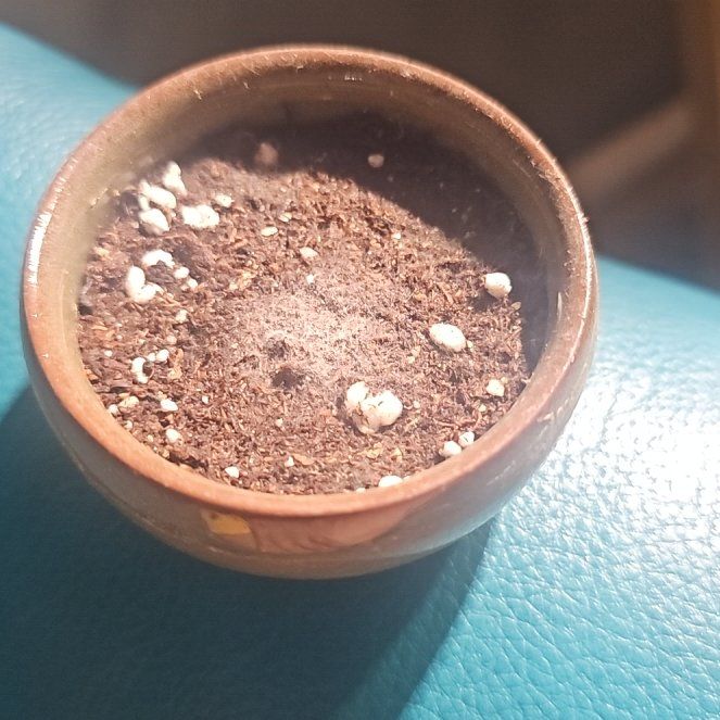 Photo of the plant species Bonsai by @TopHopsedge313 named Bon Bi on Greg, the plant care app
