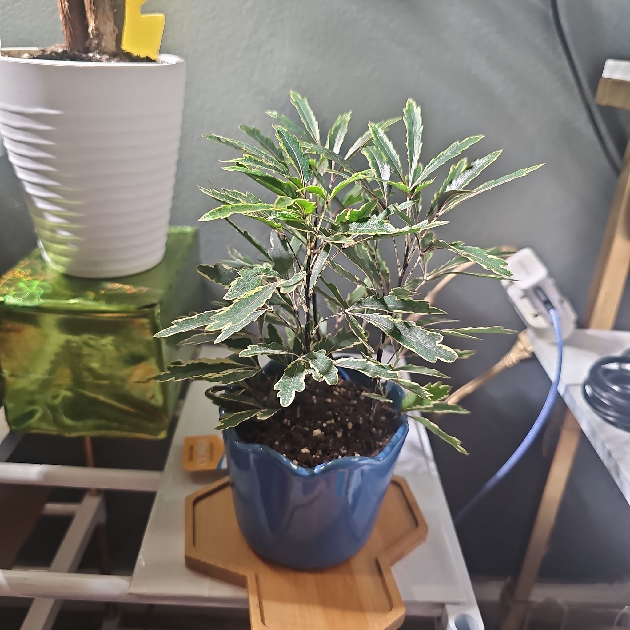 Photo of the plant species Gold Crest False Aralia by @TopHopsedge313 named Mary Jane on Greg, the plant care app