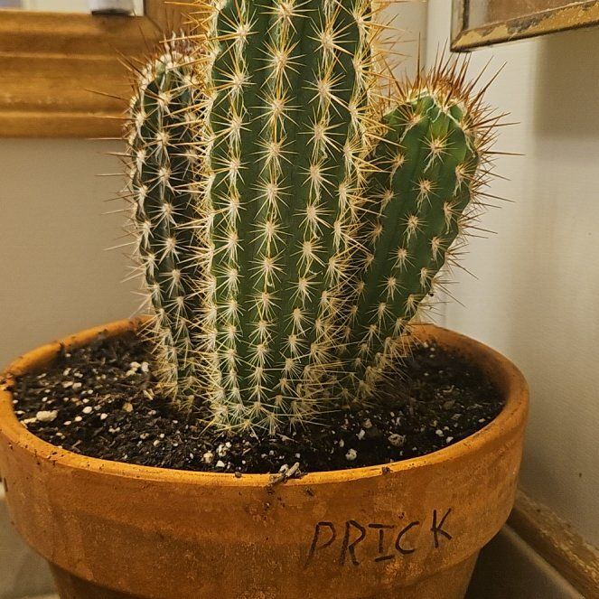 Photo of the plant species Pilosocereus gounellii by @ZealfulRedrose named Delilah on Greg, the plant care app