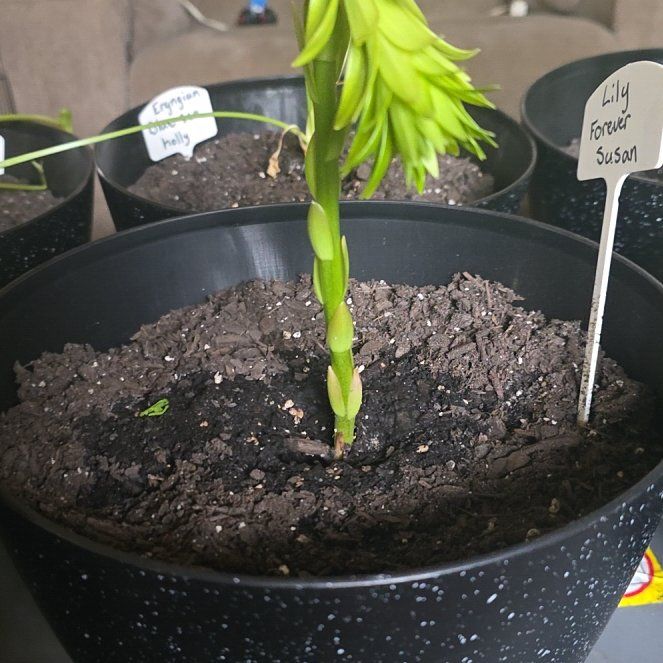 Photo of the plant species Forever Susan Asiatic Lily by @DearSpearmint45 named Mando on Greg, the plant care app