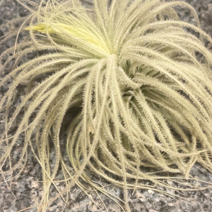 Photo of the plant species Fuzzy Snowball by @GemRossavens51 named Zoe on Greg, the plant care app