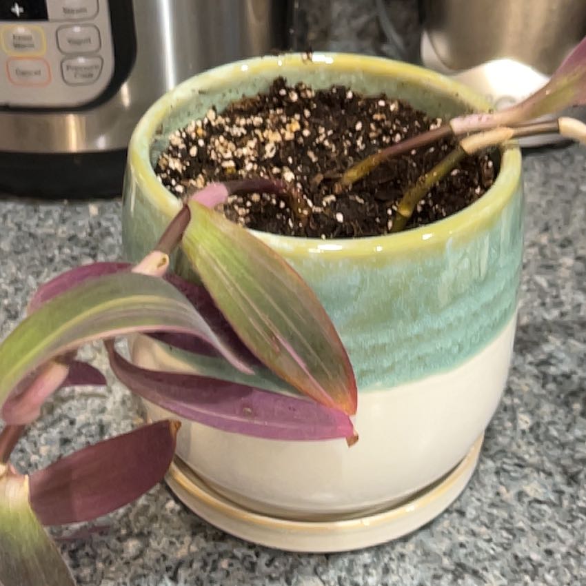 Photo of the plant species Varigated Setcreasea by @GemRossavens51 named Lila on Greg, the plant care app