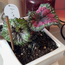 Photo of the plant species Begonia Fireworks by @ChiefLemonthyme named Pax on Greg, the plant care app