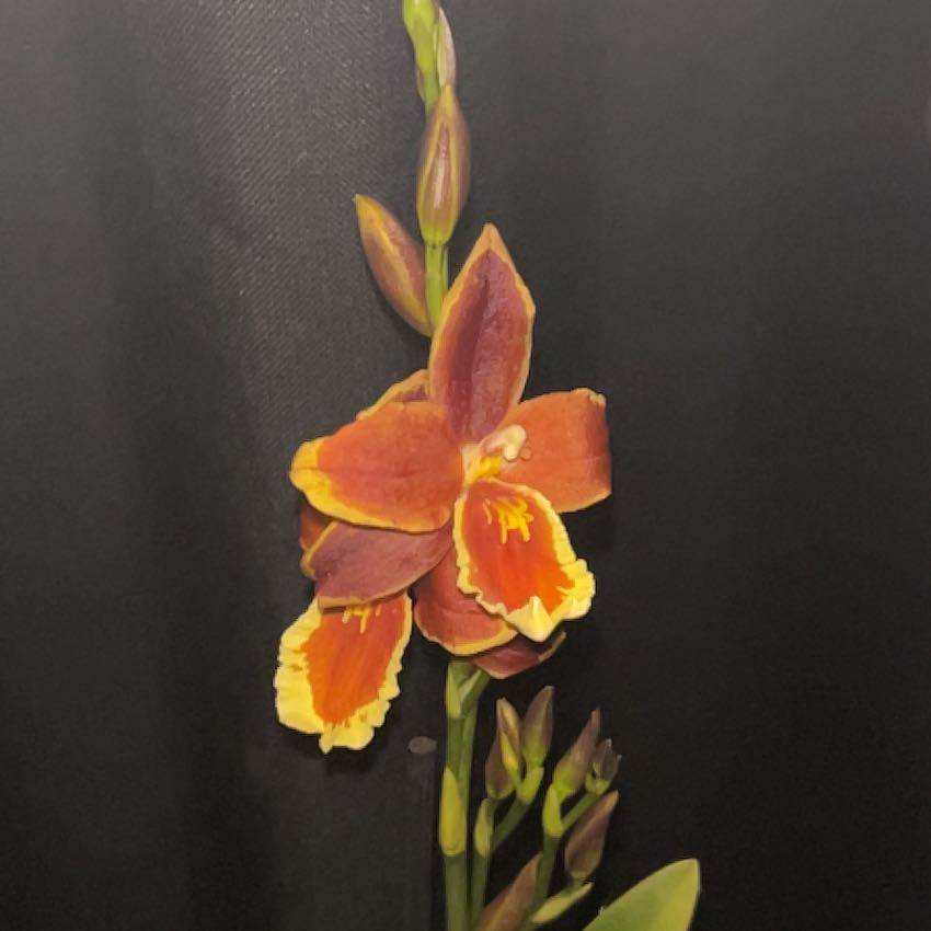 Photo of the plant species Chameleon Orchid by @AceCosmo16 named Coco on Greg, the plant care app