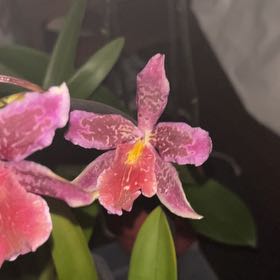 Photo of the plant species Chameleon Orchid by @AceCosmo16 named Kesha on Greg, the plant care app
