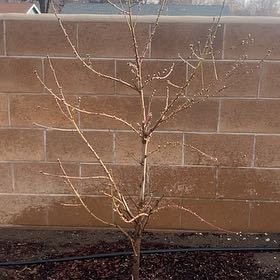 Photo of the plant species Black Ice Plum Tree by @GarciaFam775 named Shorty on Greg, the plant care app