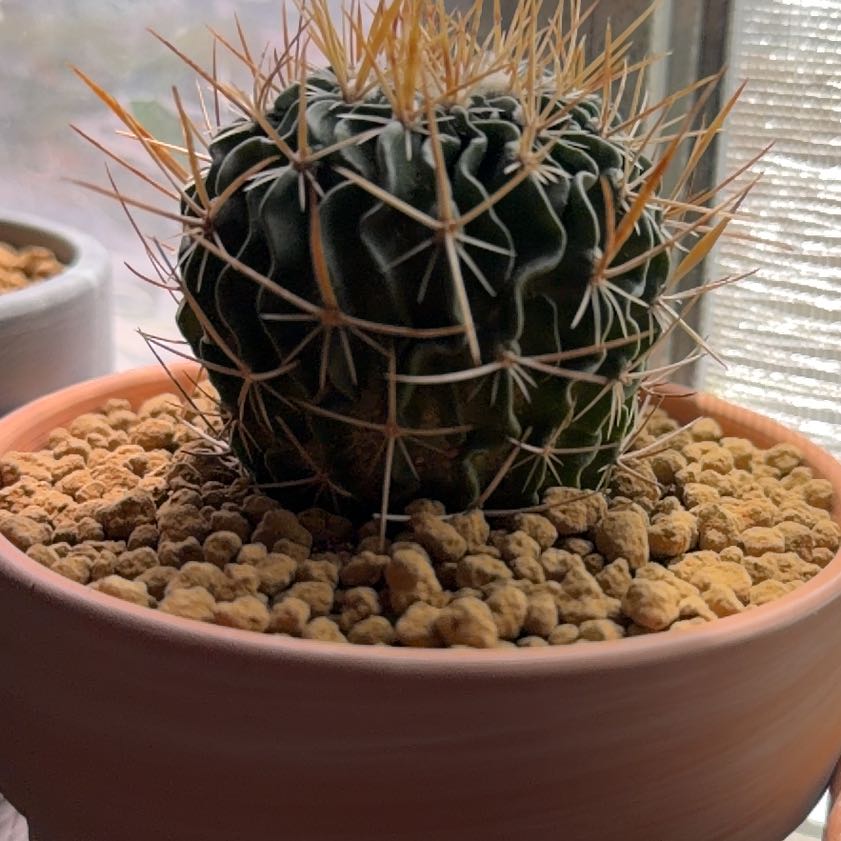 Photo of the plant species Brain Cactus by @SmartPassiflora named Medulla on Greg, the plant care app