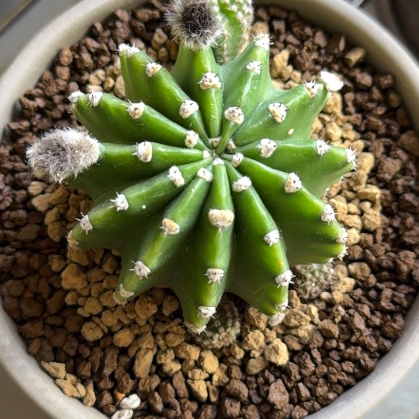 Photo of the plant species Echinobivia 'Rainbow Bursts' by @SmartPassiflora named Sonic on Greg, the plant care app