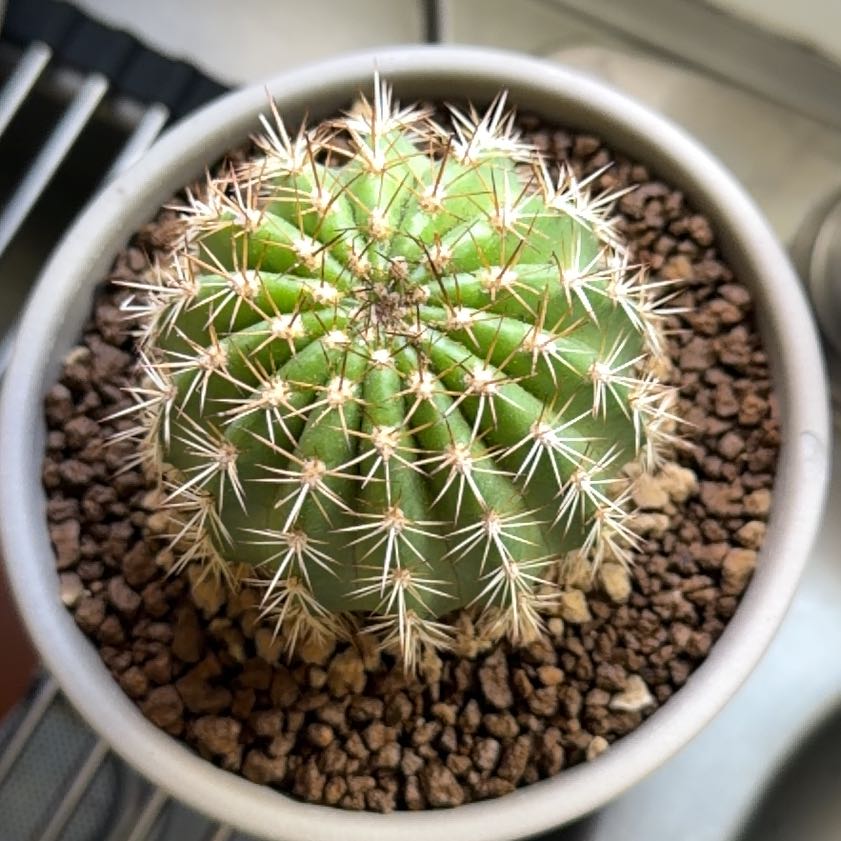 Photo of the plant species Torch Cactus by @SmartPassiflora named Tory on Greg, the plant care app
