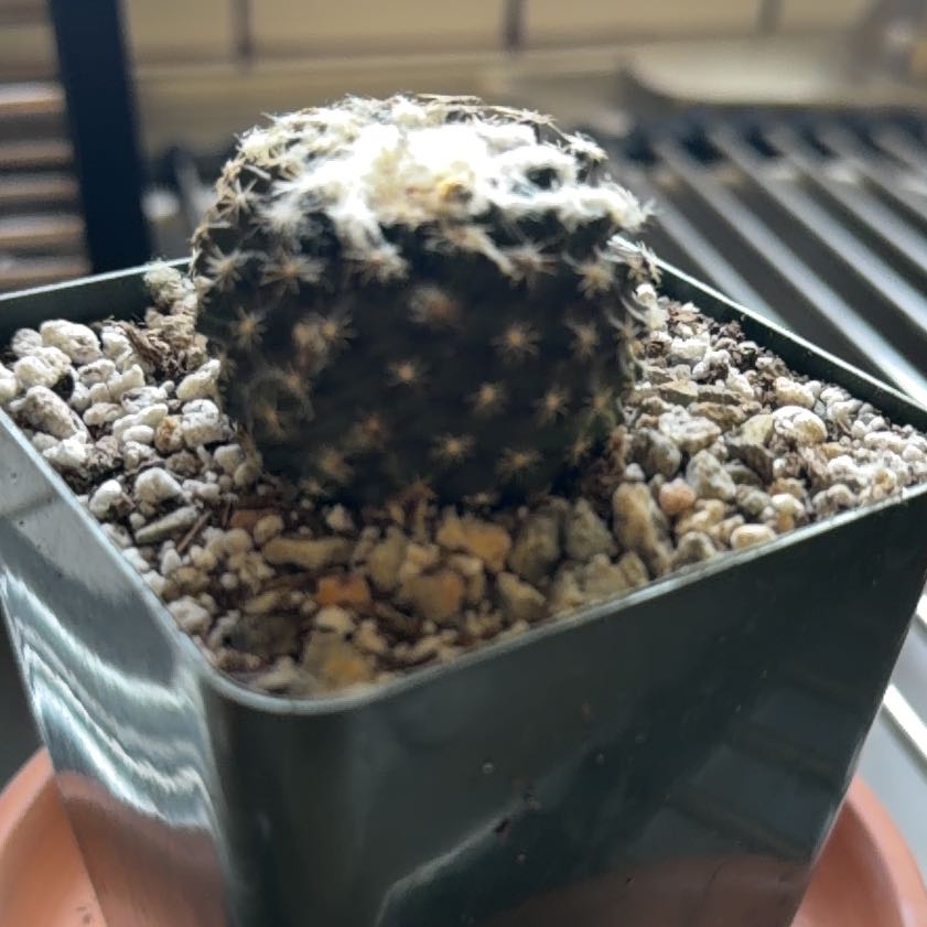Photo of the plant species Copiapoa by @SmartPassiflora named Wooloo on Greg, the plant care app