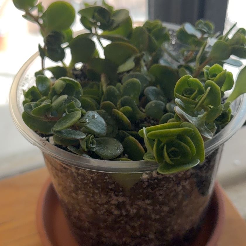 Photo of the plant species Sedum Tetractinum by @SmartPassiflora named Coral on Greg, the plant care app
