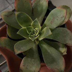 Photo of the plant species Aeonium 'Kiwi' by @SmartPassiflora named Lilo on Greg, the plant care app
