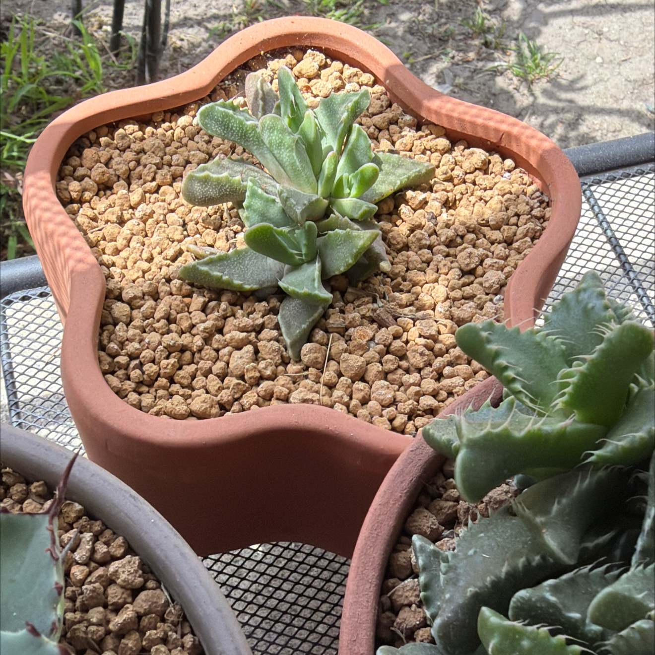 Photo of the plant species Tiger Jaws by @SmartPassiflora named Jupiter on Greg, the plant care app