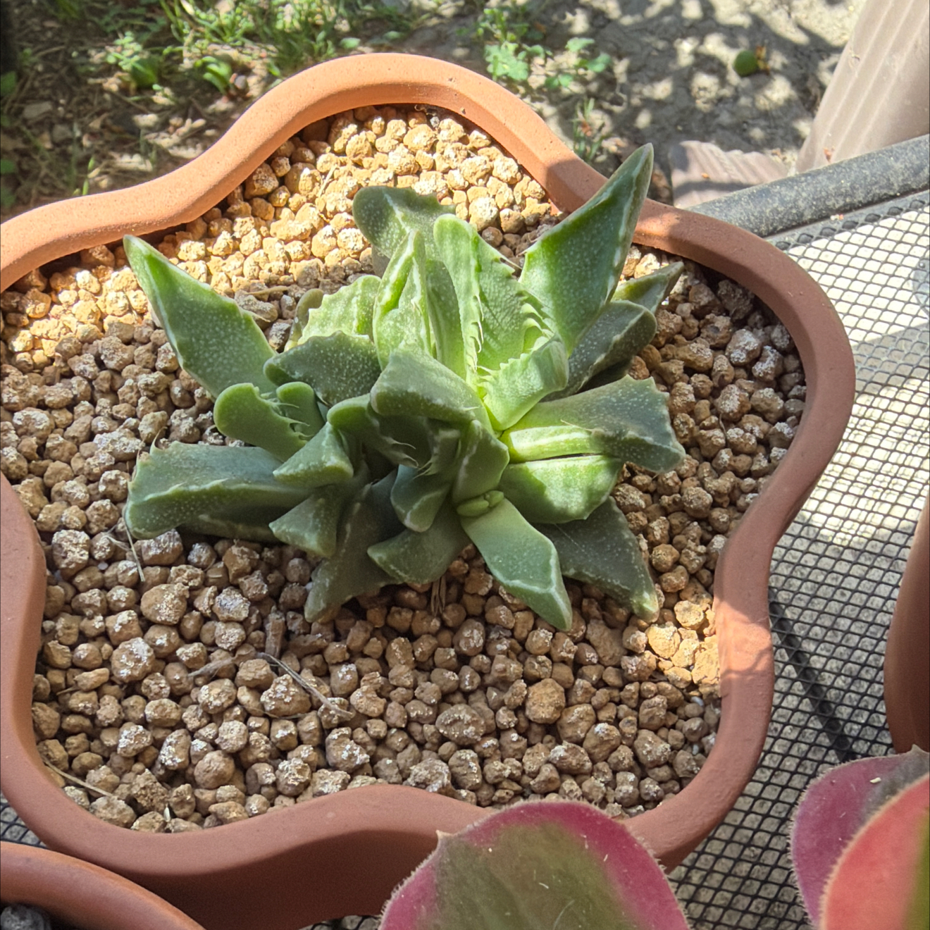 Photo of the plant species Tiger Jaws by @SmartPassiflora named Jupiter on Greg, the plant care app