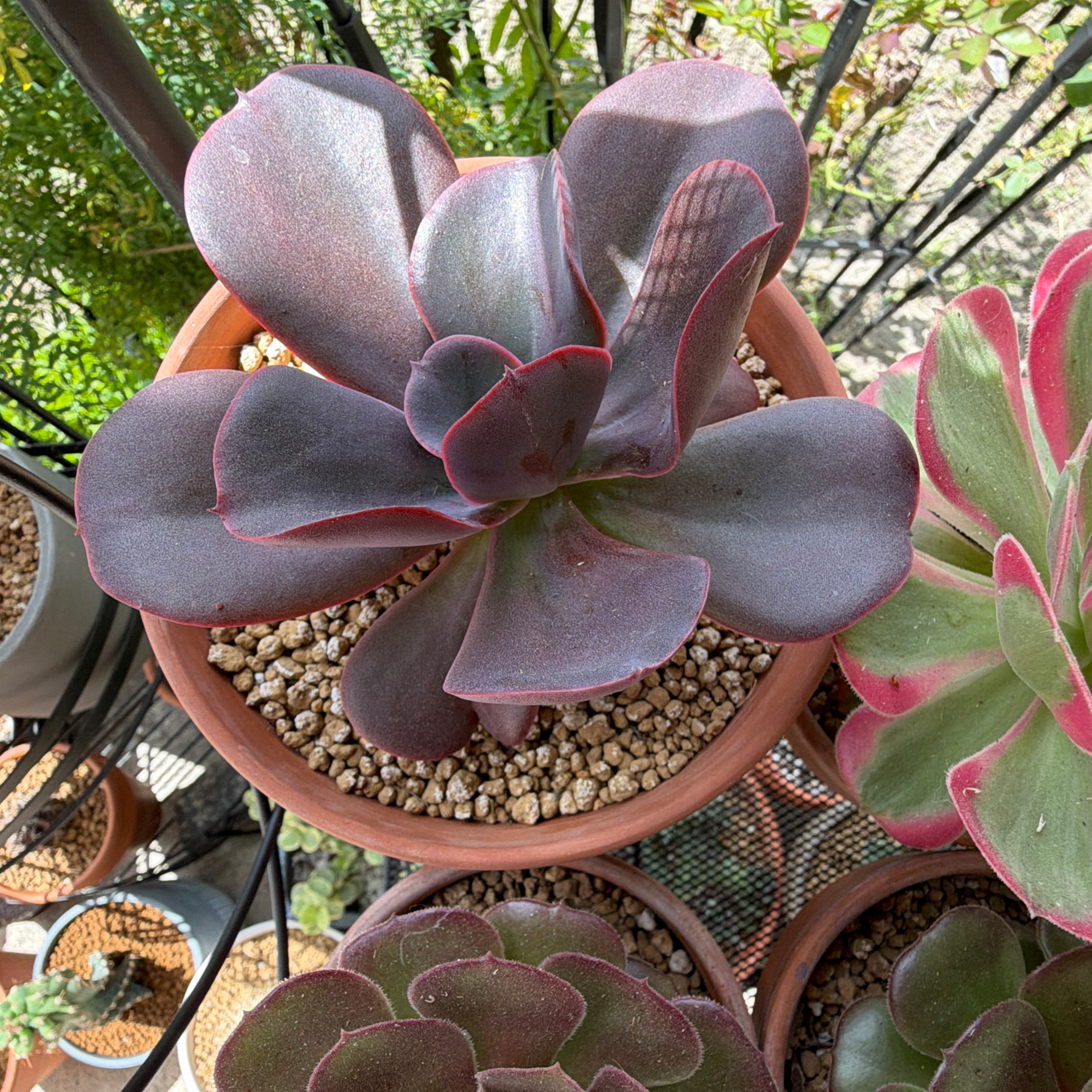 Photo of the plant species Echeveria 'Hortencia' by @SmartPassiflora named La del Moño on Greg, the plant care app