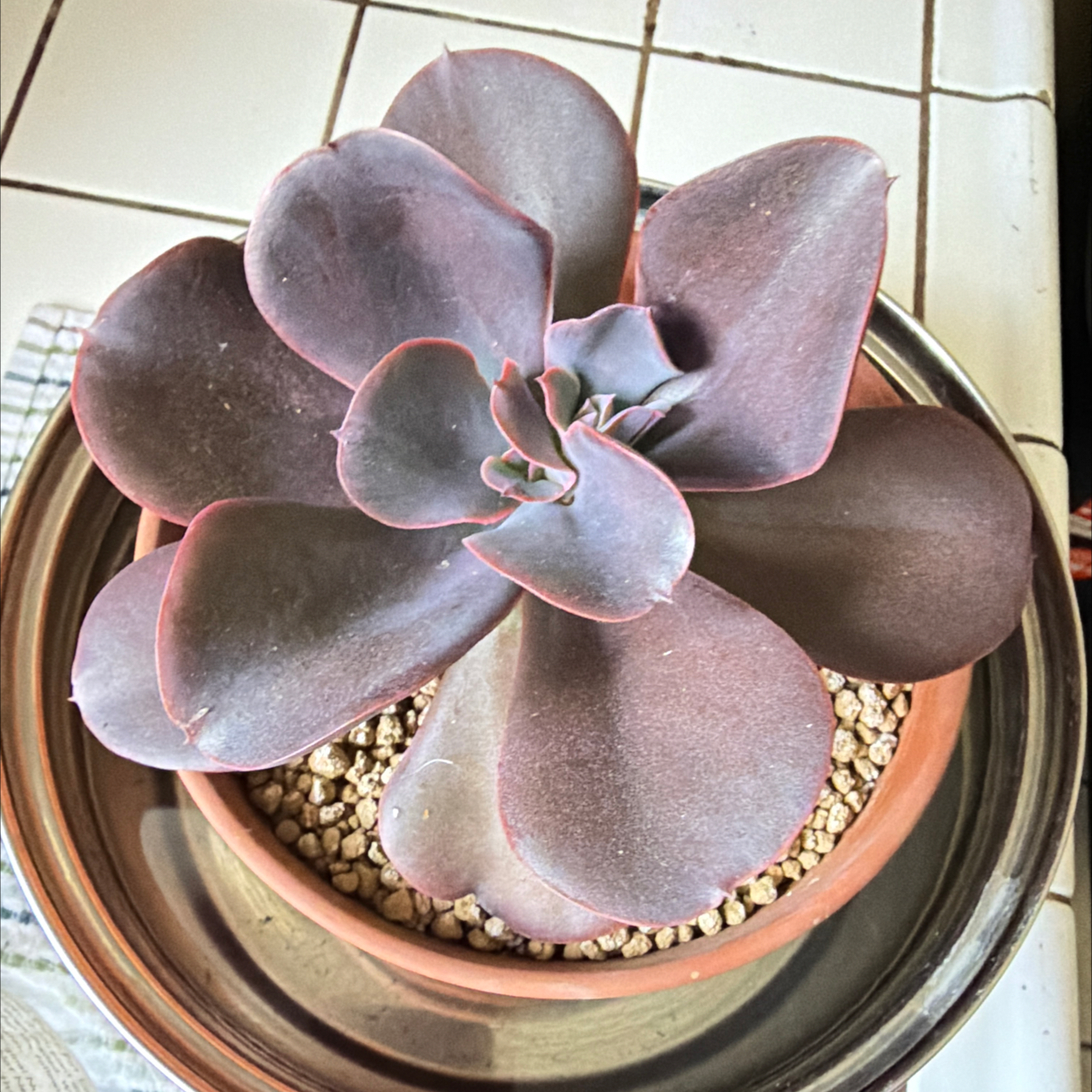 Photo of the plant species Echeveria 'Hortencia' by @SmartPassiflora named La del Moño on Greg, the plant care app