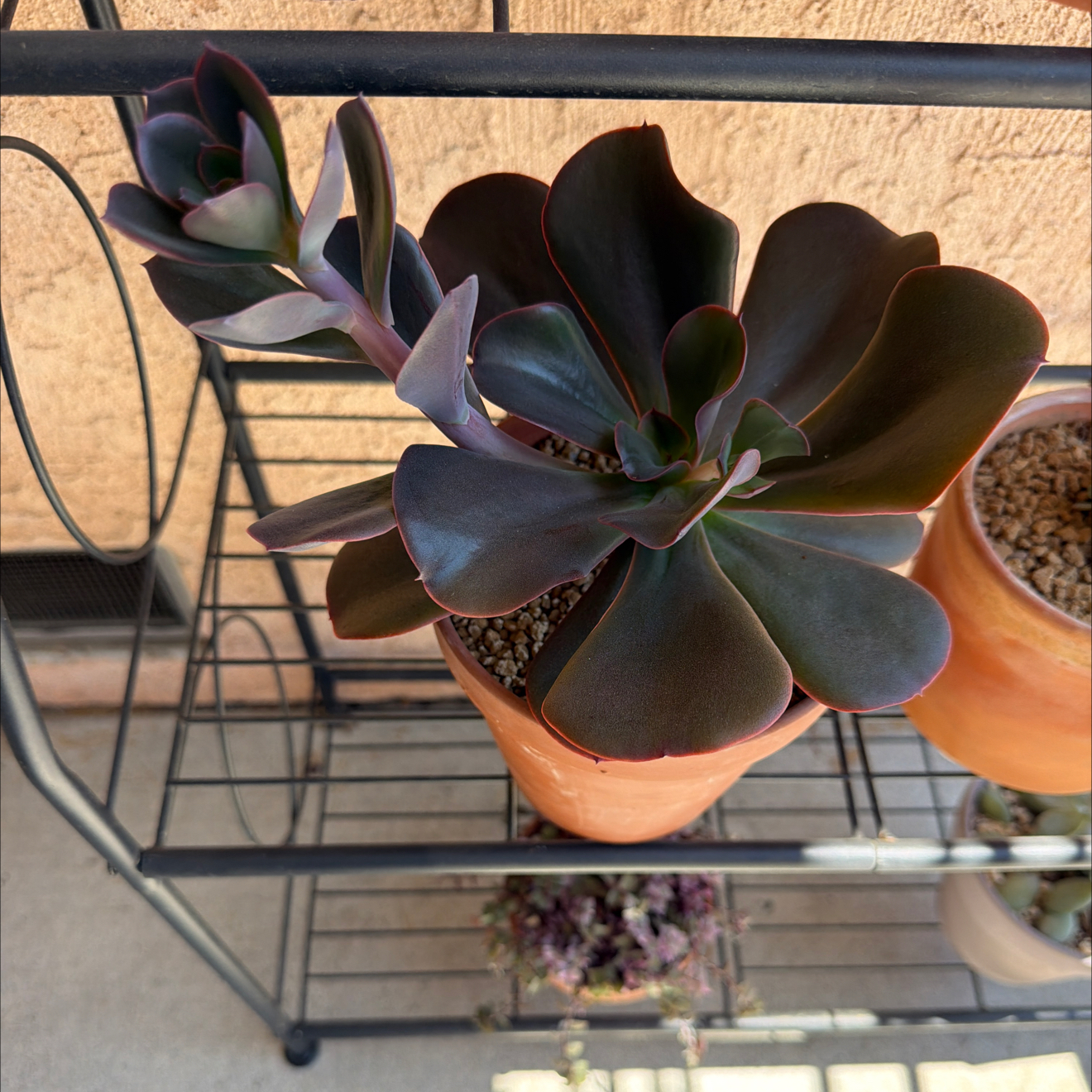 Photo of the plant species Echeveria 'Hortencia' by @SmartPassiflora named La del Moño on Greg, the plant care app