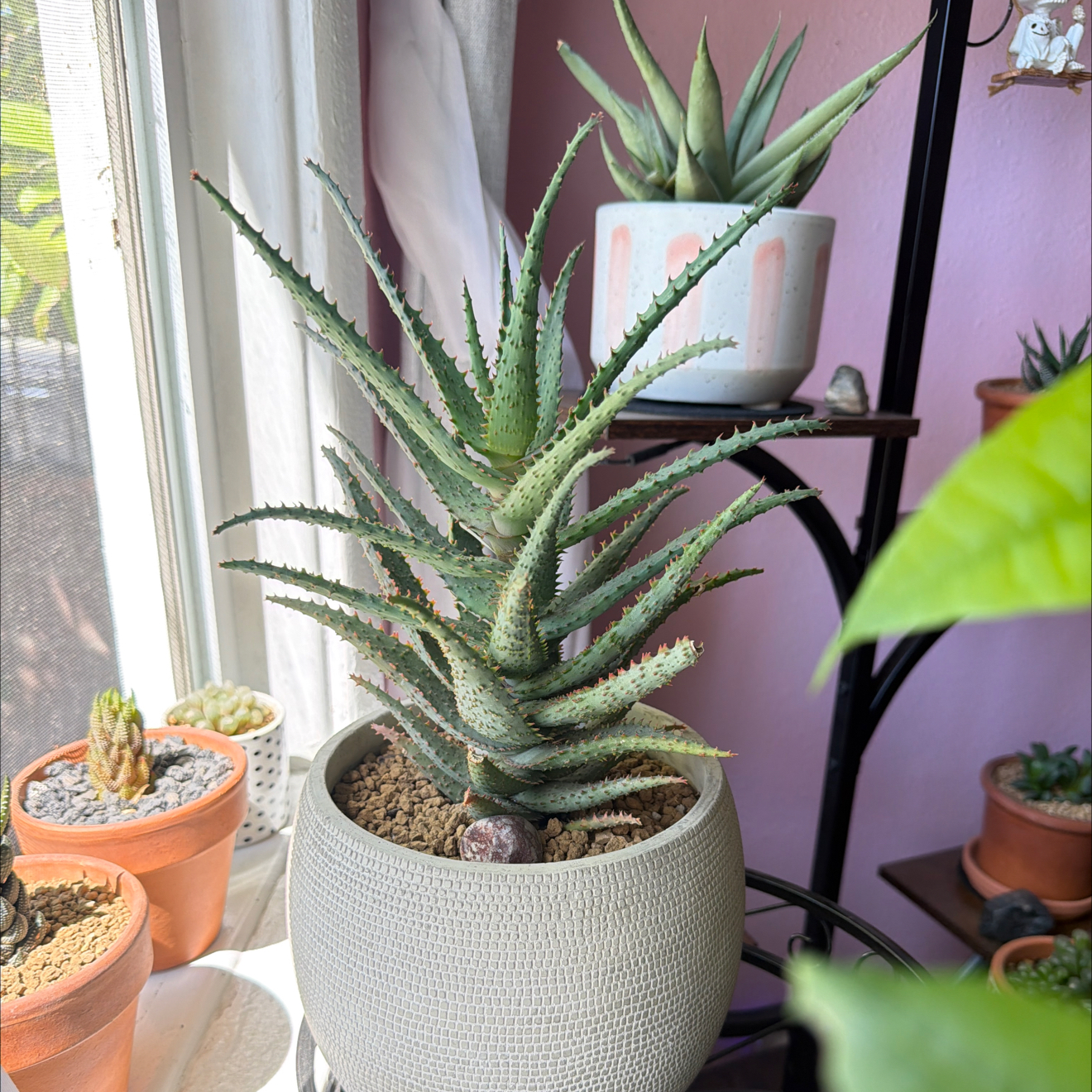 Photo of the plant species Aloe castilloniae 'Blue’ by @SmartPassiflora named Achilles on Greg, the plant care app