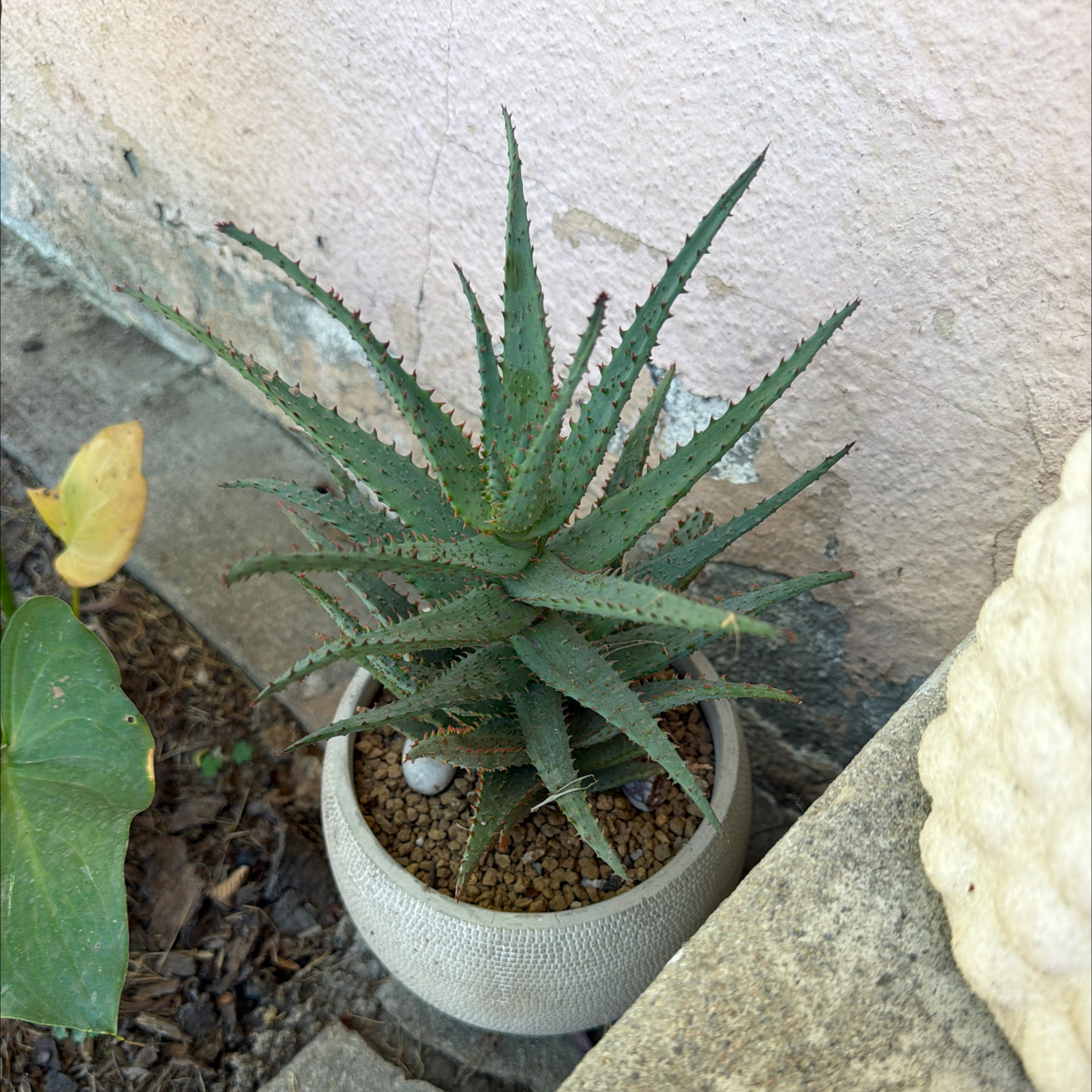 Photo of the plant species Aloe castilloniae 'Blue’ by @SmartPassiflora named Achilles on Greg, the plant care app