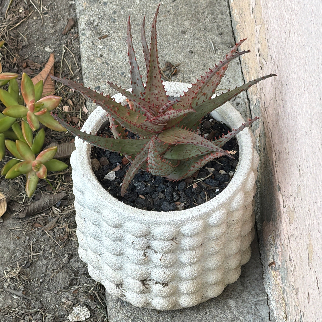 Photo of the plant species Aloe castilloniae by @SmartPassiflora named Azteca on Greg, the plant care app
