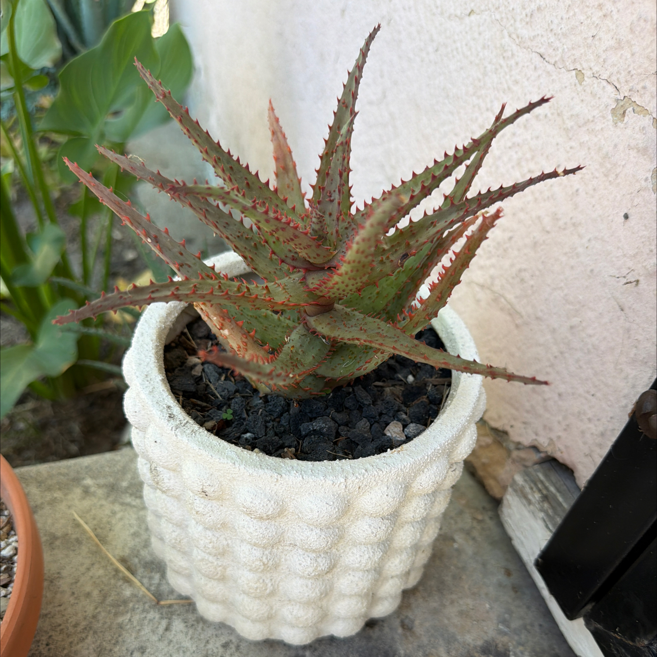 Photo of the plant species Aloe castilloniae by @SmartPassiflora named Azteca on Greg, the plant care app