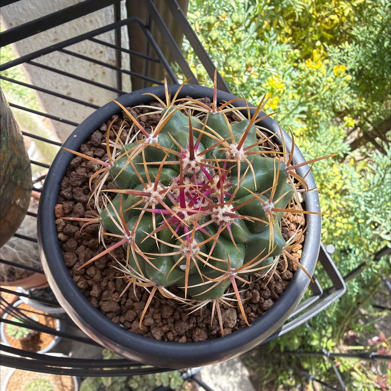 Photo of the plant species Coast Barrel Cactus by @SmartPassiflora named Cuco del Mar on Greg, the plant care app