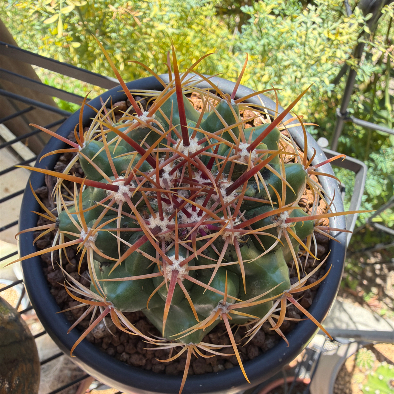 Photo of the plant species Coast Barrel Cactus by @SmartPassiflora named Cuco del Mar on Greg, the plant care app