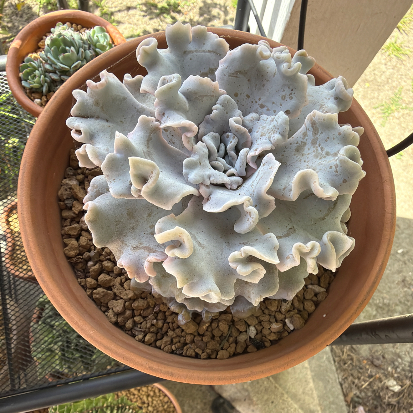 Photo of the plant species Echeveria Crispate Beauty by @SmartPassiflora named Lechuga on Greg, the plant care app
