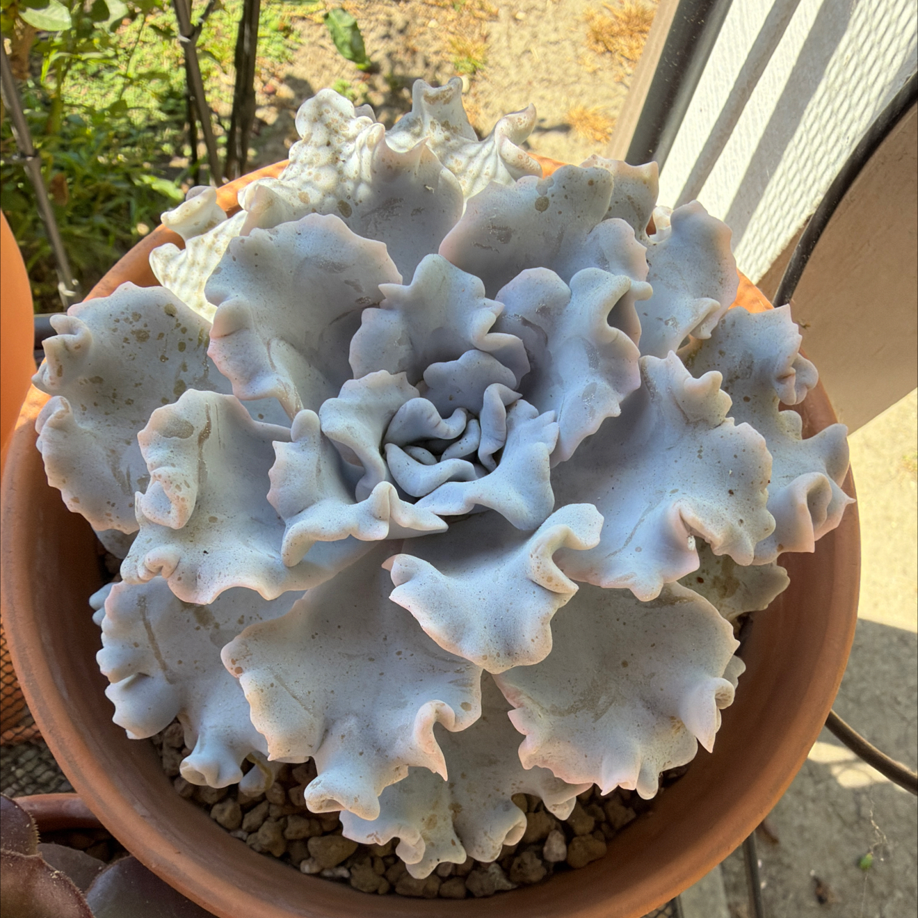Photo of the plant species Echeveria Crispate Beauty by @SmartPassiflora named Lechuga on Greg, the plant care app
