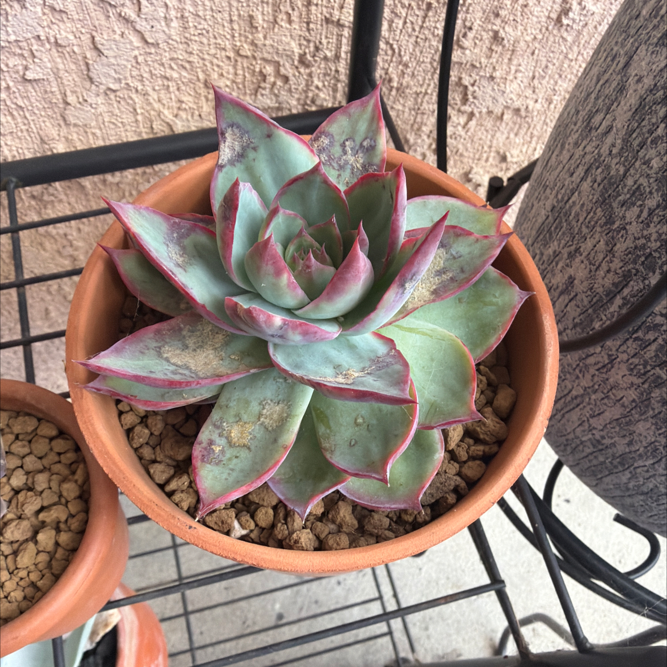 Photo of the plant species Echeveria 'Casio' by @SmartPassiflora named Cheeka on Greg, the plant care app