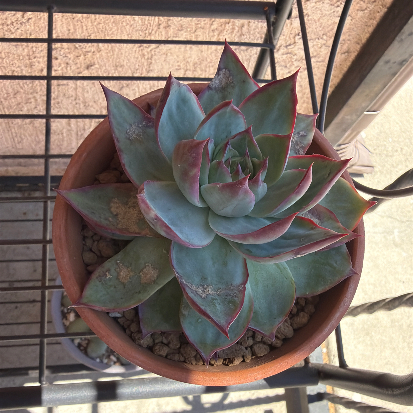 Photo of the plant species Echeveria 'Casio' by @SmartPassiflora named Cheeka on Greg, the plant care app