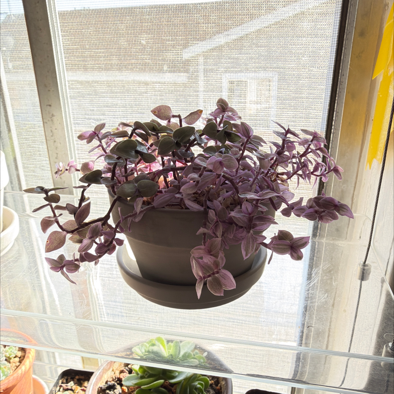 Photo of the plant species Pink Lady by @SmartPassiflora named Surya on Greg, the plant care app