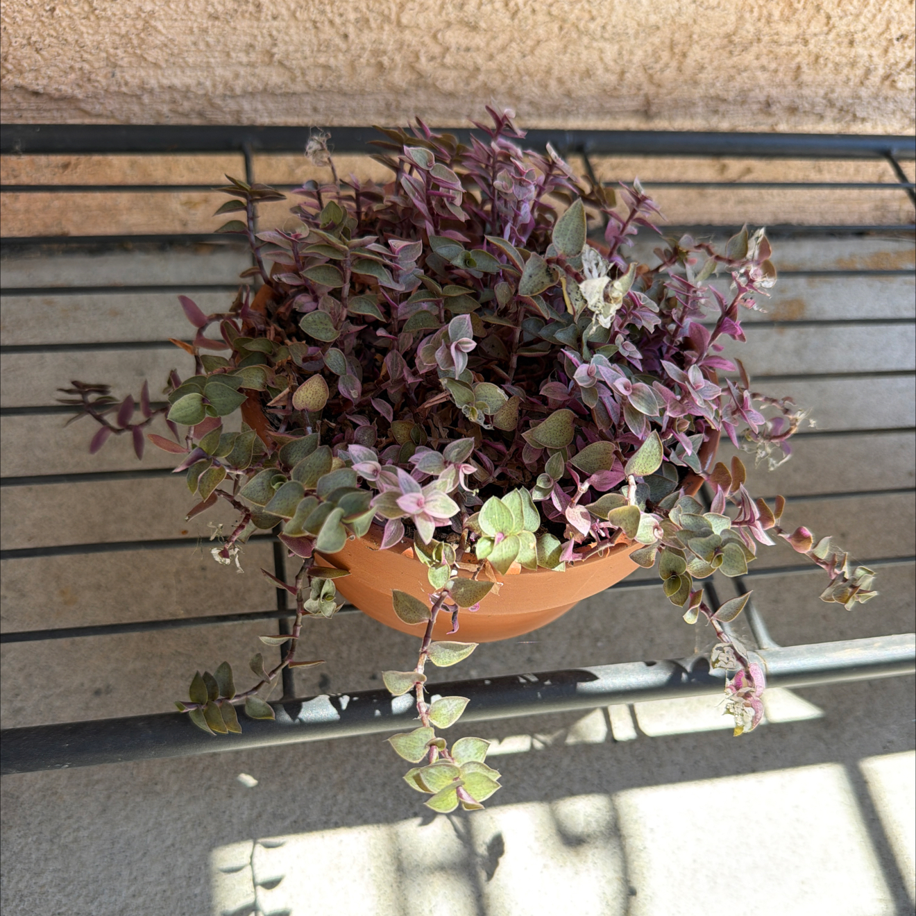 Photo of the plant species Pink Lady by @SmartPassiflora named Surya on Greg, the plant care app