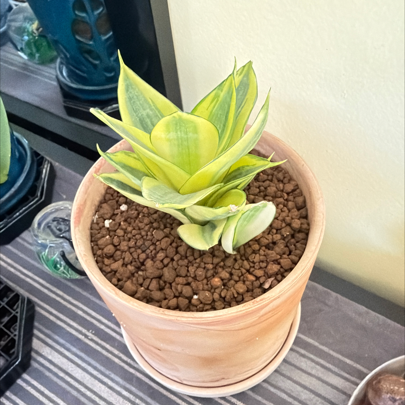 Photo of the plant species Golden Hahnii Snake Plant by @SmartPassiflora named Honey on Greg, the plant care app